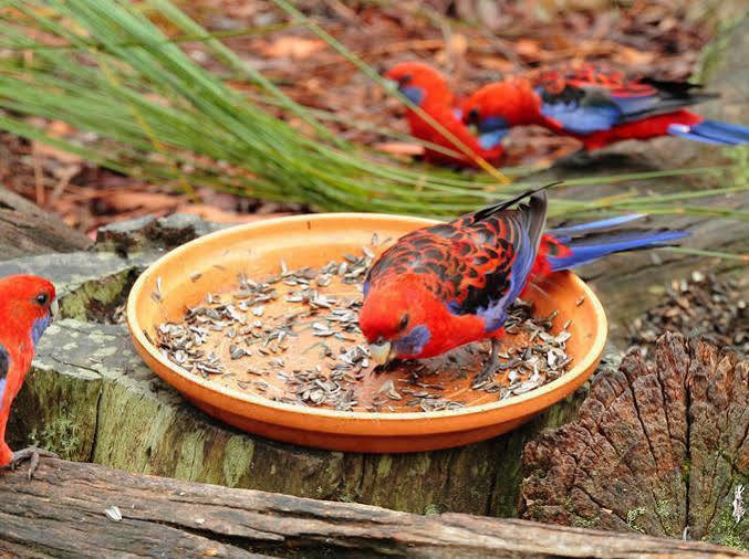 Jemby Rinjah Ecolodge Blackheath Luaran gambar